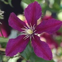 CLNIOBE_20120912153809_thumbnail.jpeg