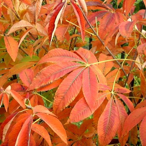AENAFIRE_20150812170311_thumbnail.jpeg