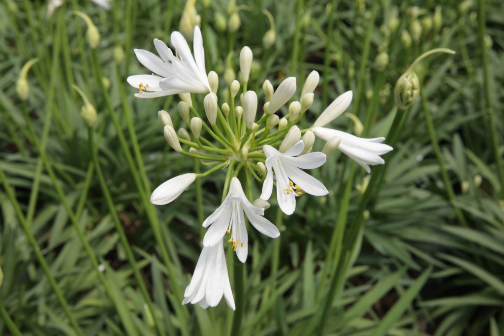 AGSNOWST_20150625142751_xlarge.jpeg