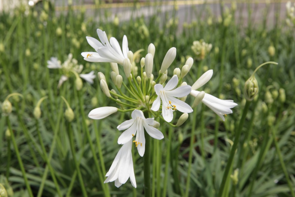 AGSNOWST_20150625142747_large.jpeg