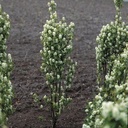 AMAOBELI_20031223203929_thumbnail.jpeg