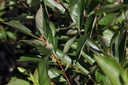 ARMHUGIN_20160823135316_small.jpeg