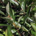 ARMHUGIN_20160823135316_thumbnail.jpeg