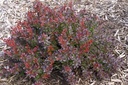 BETCABER_20100608094426_small.jpeg
