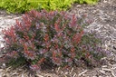 BETCABER_20100608094402_small.jpeg