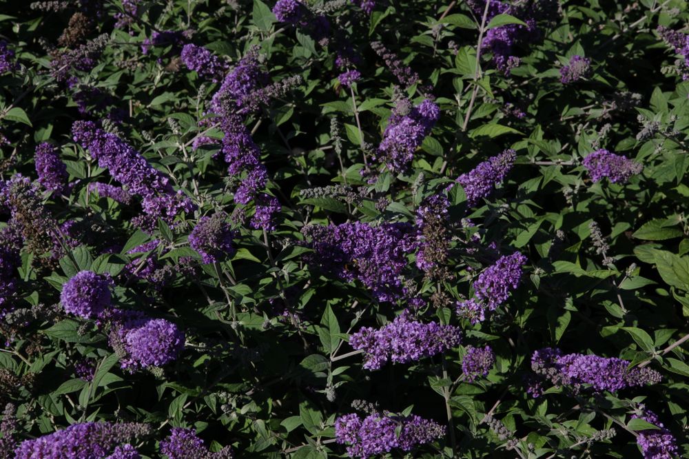 BUDBCHIP_20130801163018_medium.jpeg