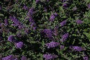 BUDBCHIP_20130801163018_medium.jpeg