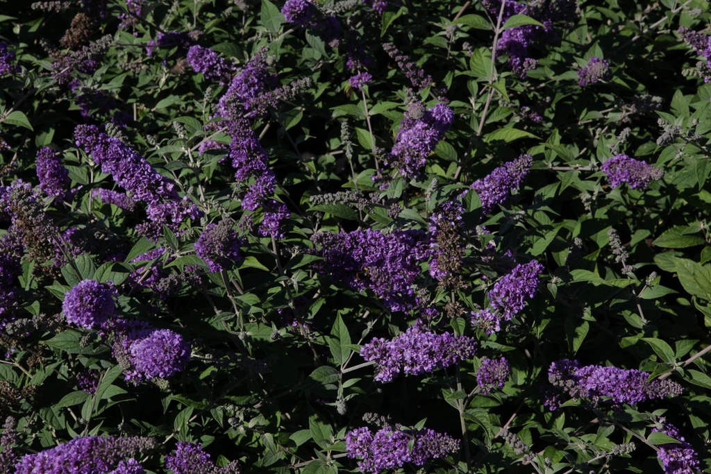 BUDBCHIP_20130801163018_large.jpeg