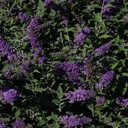 BUDBCHIP_20130801163018_thumbnail.jpeg