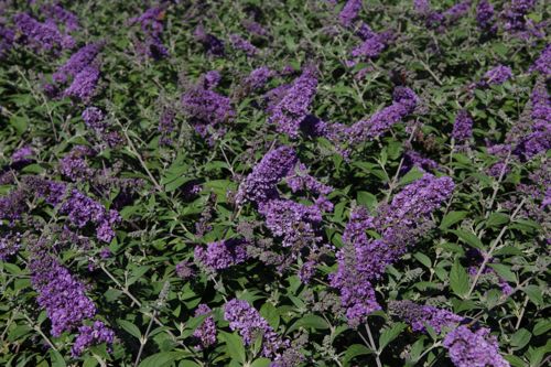 BUDBCHIP_20130801162925_small.jpeg