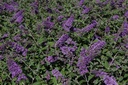 BUDBCHIP_20130801162925_medium.jpeg