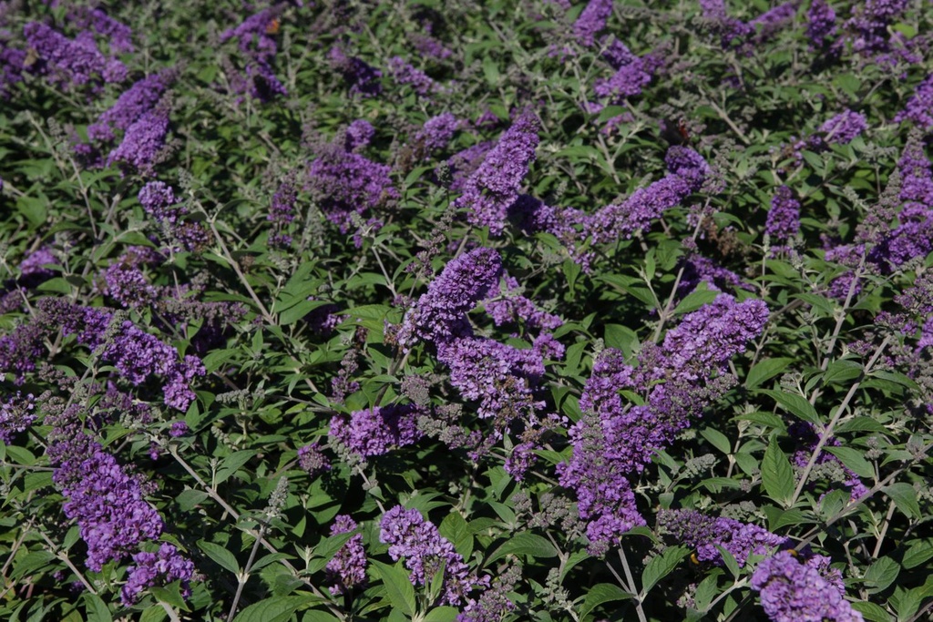 BUDBCHIP_20130801162925_large.jpeg
