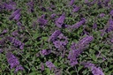 BUDBCHIP_20130801162925_xlarge.jpeg