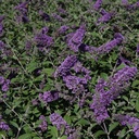 BUDBCHIP_20130801162925_thumbnail.jpeg