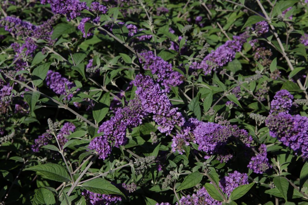 BUDBCHIP_20130801162917_medium.jpeg