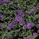 BUDBCHIP_20130801162917_thumbnail.jpeg