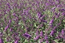 BUDBCHIP_20120915143109_small.jpeg