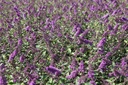 BUDBCHIP_20120915143109_medium.jpeg