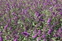 BUDBCHIP_20120915143109_large.jpeg