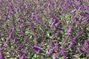 BUDBCHIP_20120915143109_xlarge.jpeg