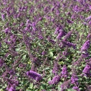 BUDBCHIP_20120915143109_thumbnail.jpeg