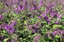 BUDBCHIP_20120915143043_medium.jpeg