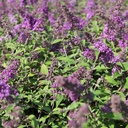 BUDBCHIP_20120915143043_thumbnail.jpeg