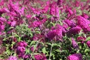 BUDMRUBY_20120915134813_medium.jpeg