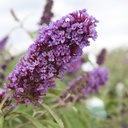 BUDPEMPE_20160725105546_thumbnail.jpeg