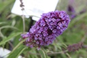 BUDPEMPE_20160725105542_small.jpeg