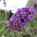 BUDPEMPE_20160725105542_thumbnail.jpeg