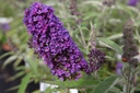 BUDPEMPE_20160708081646_large.jpeg