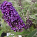 BUDPEMPE_20160708081646_thumbnail.jpeg