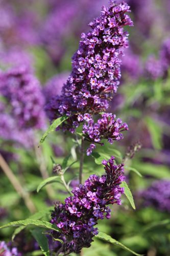 BUDPEMPE_20120915141628_small.jpeg