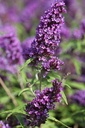 BUDPEMPE_20120915141628_small.jpeg