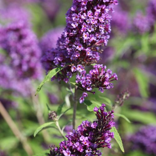 BUDPEMPE_20120915141628_thumbnail.jpeg