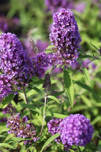 BUDPEMPE_20120915141544_small.jpeg