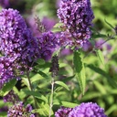 BUDPEMPE_20120915141544_thumbnail.jpeg