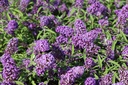 BUDPEMPE_20120915135045_medium.jpeg