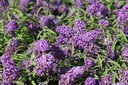 BUDPEMPE_20120915135045_xlarge.jpeg