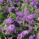 BUDPEMPE_20120915135045_thumbnail.jpeg