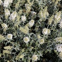 BUWBALL_20120915135000_thumbnail.jpeg