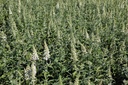 BUWBALL_20120724132635_small.jpeg