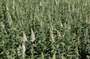 BUWBALL_20120724132635_large.jpeg