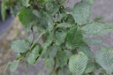 CABETULU_20160701090148_medium.jpeg