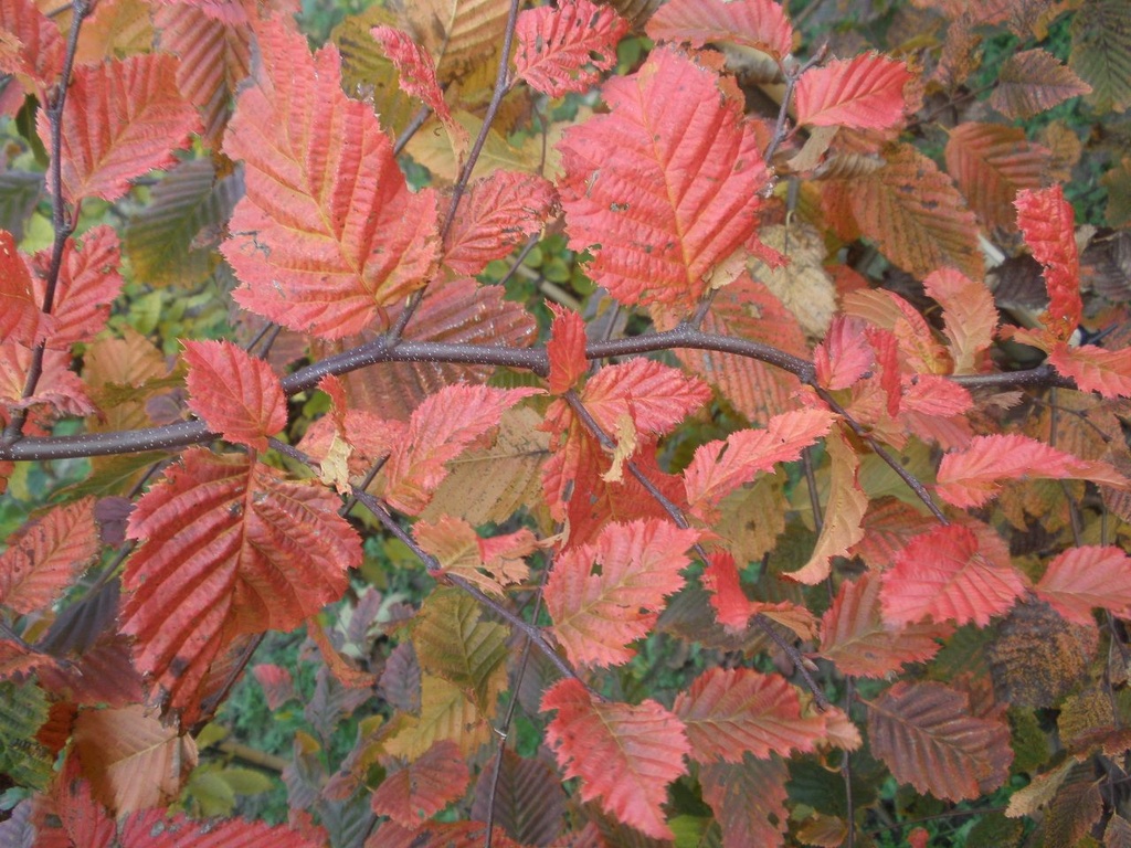 CABRRED_20131118153417_large.jpeg