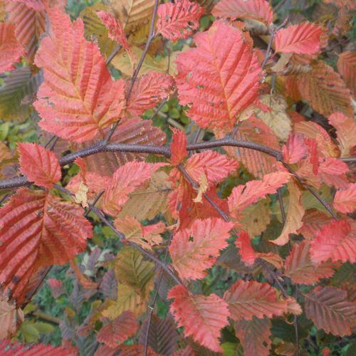 CABRRED_20131118153417_thumbnail.jpeg