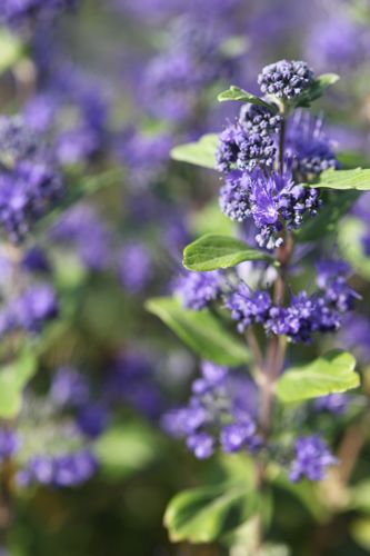 CACGBLEU_20120915151941_small.jpeg