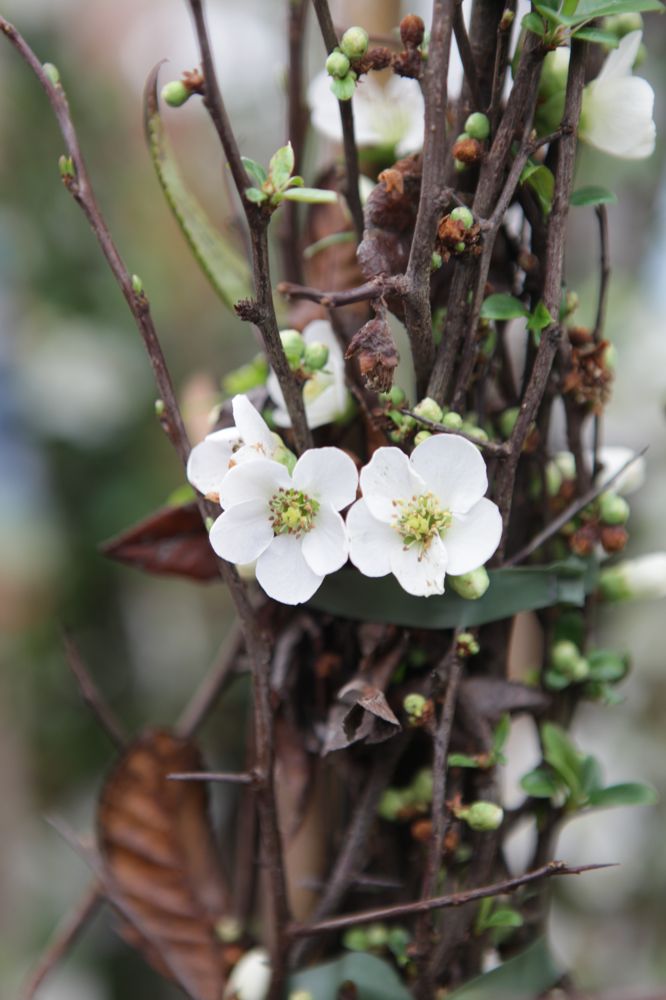 CHSNIVAL_20150324150840_medium.jpeg