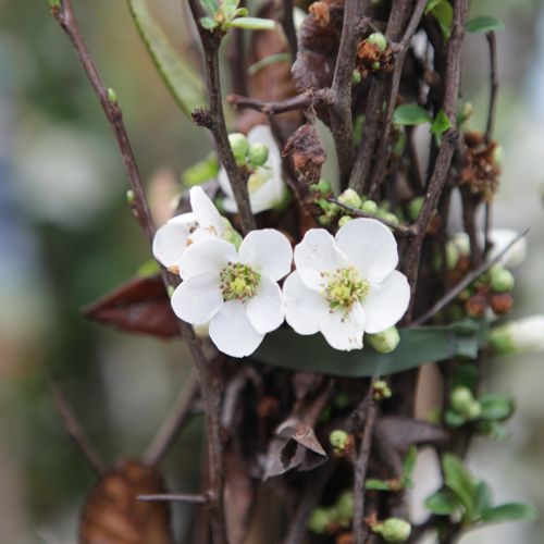 CHSNIVAL_20150324150840_thumbnail.jpeg